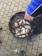 Vangst urk1