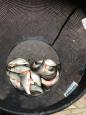 IMG-20171229-WA0022