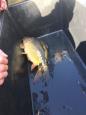 IMG-20180303-WA0004